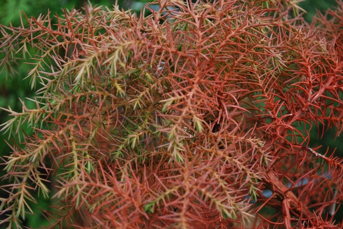 <h4>Cryptomeria Elegance Red per Bunch</h4>