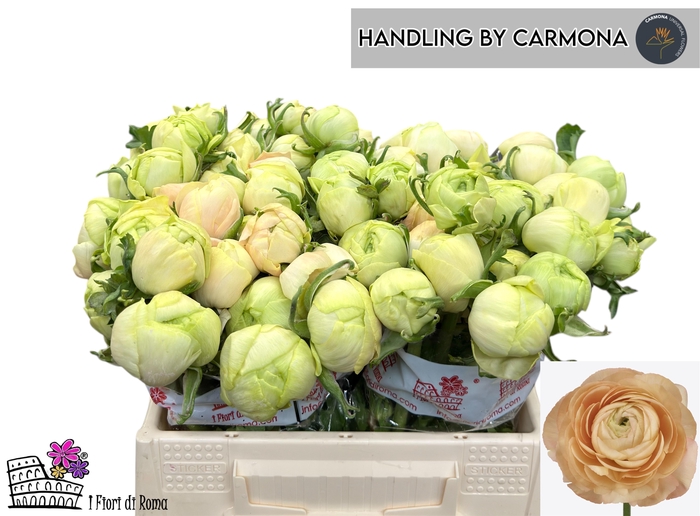 <h4>RAN SU GRAND PASTEL</h4>