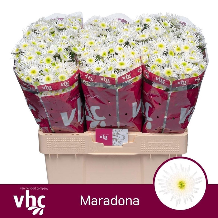 <h4>Chr S Maradona</h4>