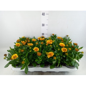 Osteospermum  '3D Deep Sun'