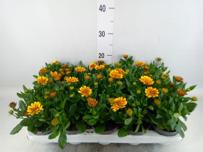 <h4>Osteospermum '3D Deep Sun'</h4>
