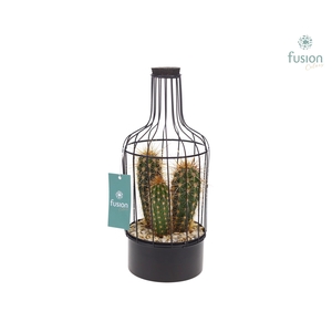 Metaal fles zwart Small met Cactussen