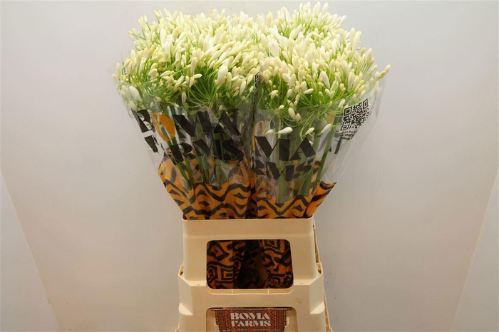 <h4>AGAP WHITE HEAVEN</h4>