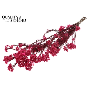 Rice Flower Preserved per bunch Cerise