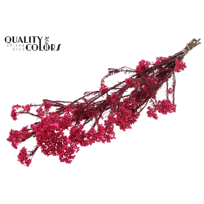 <h4>Rice Flower Preserved per bunch Cerise</h4>