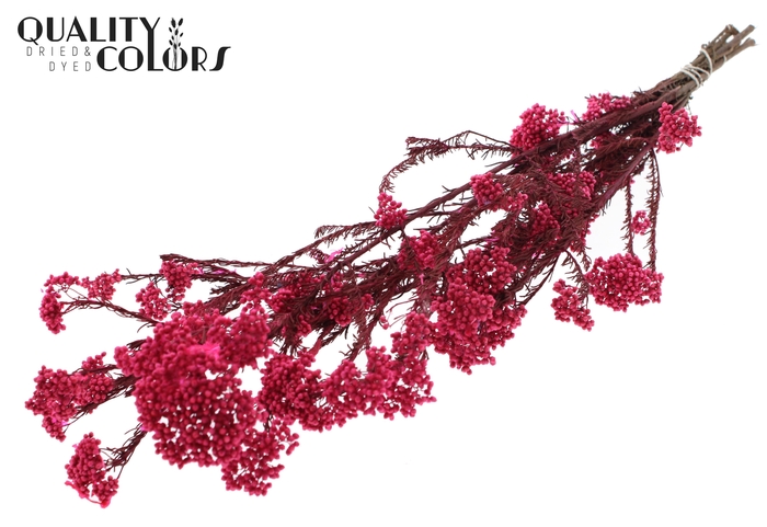 Rice Flower Preserved per bunch Cerise