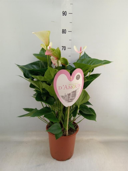 <h4>Anthurium andr. 'Fantasy Love'</h4>