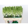 Antirrhinum Antibes White