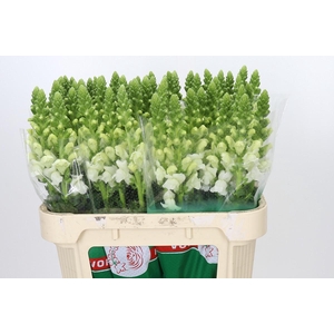 Antirrhinum Antibes White