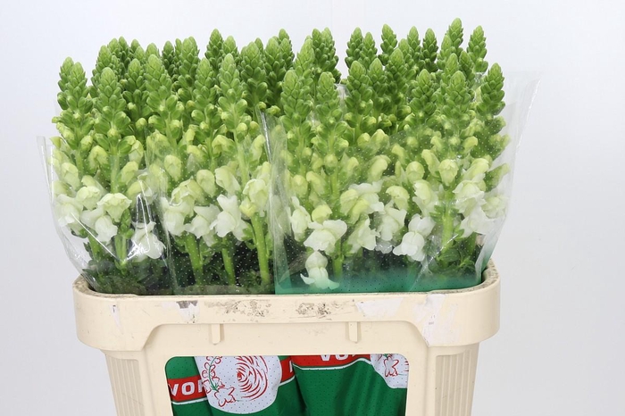 Antirrhinum Antibes White