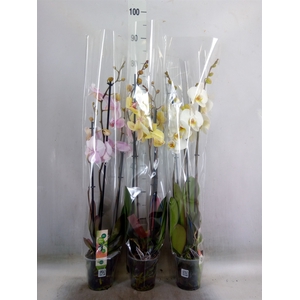 Phalaenopsis   ...mix