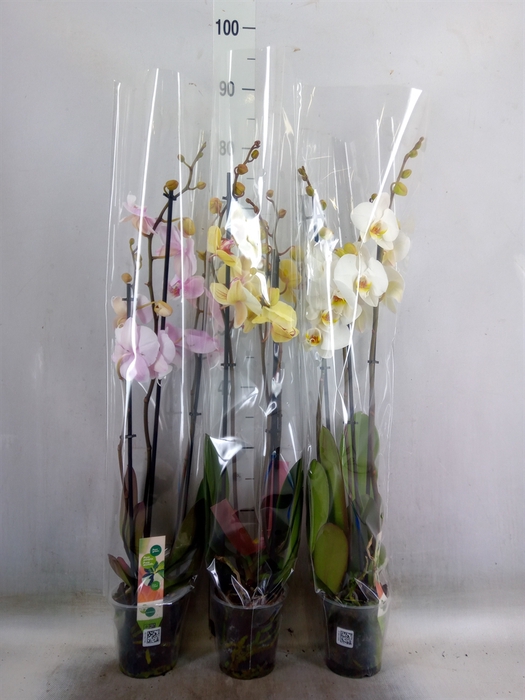 <h4>Phalaenopsis   ...mix</h4>