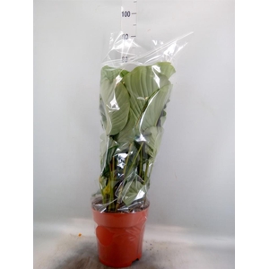 Calathea sanderiana