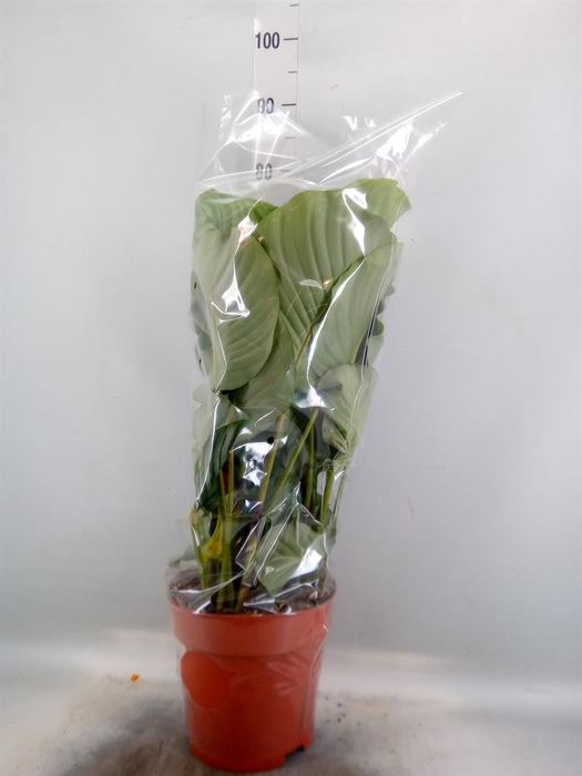 <h4>Calathea sanderiana</h4>