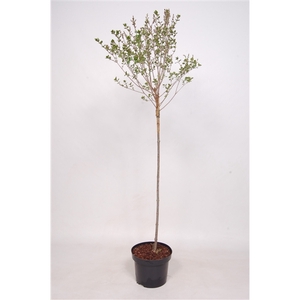 Syringa mey. Palibin 80 cm stam C5 2jarige kroon