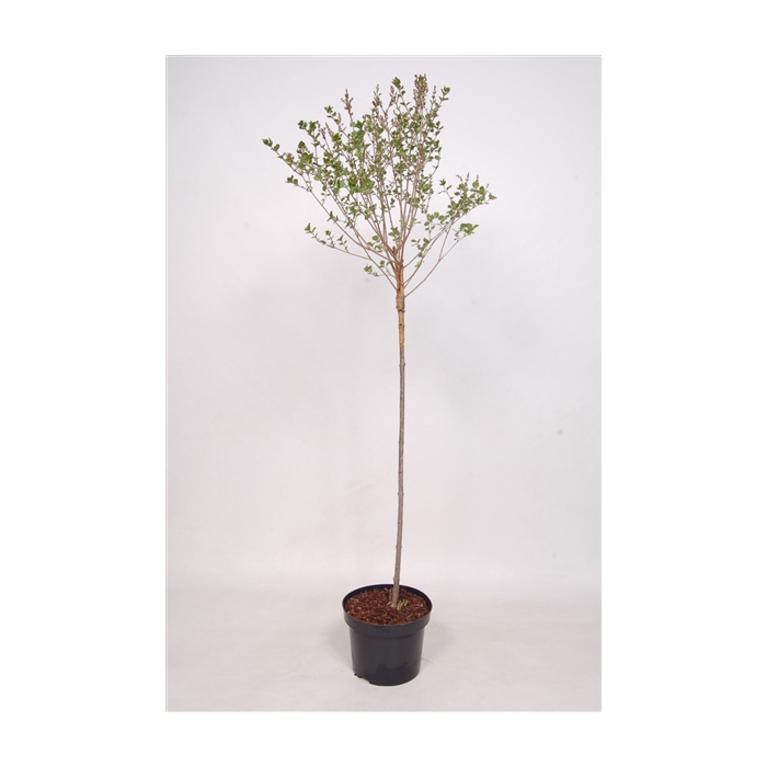 <h4>Syringa mey. Palibin 80 cm stam C5 2jarige kroon</h4>