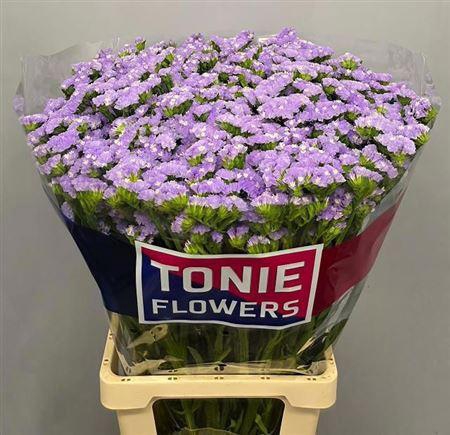 <h4>Lim S Luna Blue</h4>