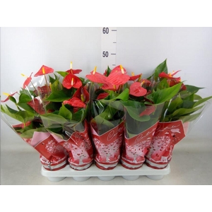 Anthurium andr. 'Esudo'
