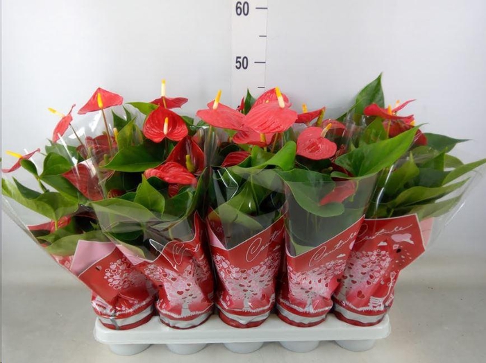 <h4>Anthurium andr. 'Esudo'</h4>