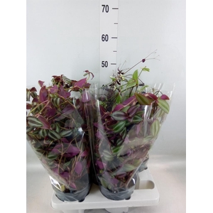 Tradescantia   ...mix