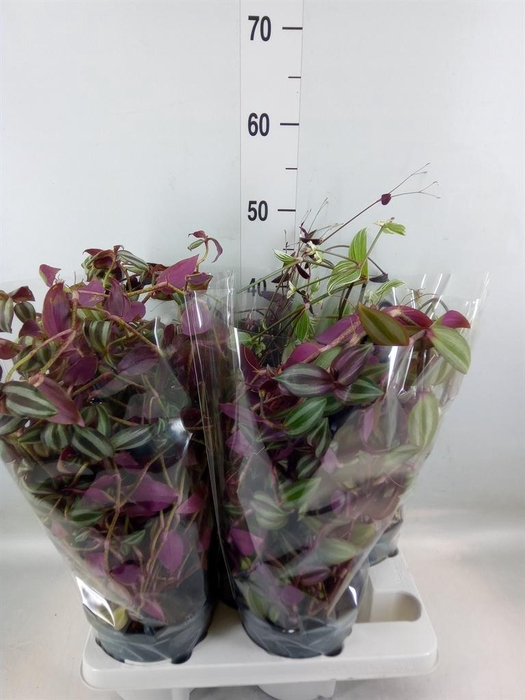 <h4>Tradescantia   ...mix</h4>