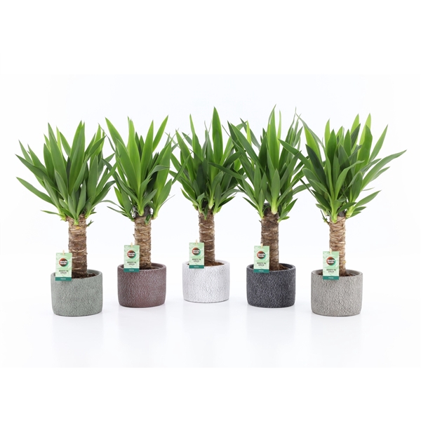 <h4>Yucca 25 cm hout 3+ kop in Classic Stone</h4>