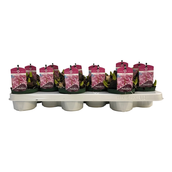 <h4>Multiflora Pink 10,5 cm.</h4>