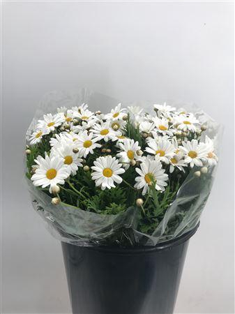 <h4>Arg La Rita Extr X 10 St</h4>