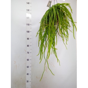 Rhipsalis   ...