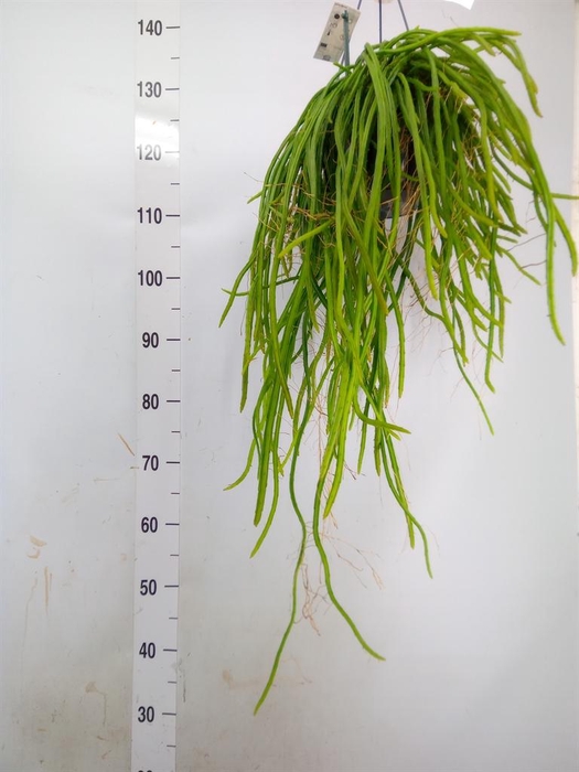 <h4>Rhipsalis   ...</h4>