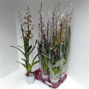 Cambria Grp Gem 1-2 Branches