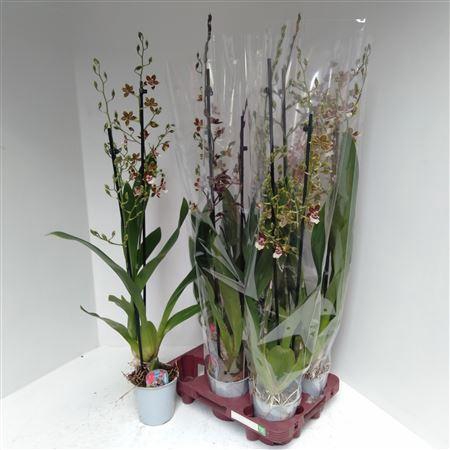 <h4>Cambria Grp Gem 1-2 Branches</h4>