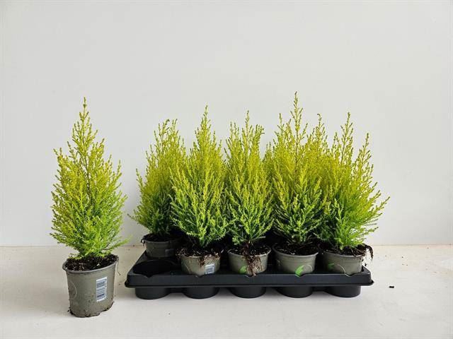 <h4>Cupressus macr. Goldcrest Wilma</h4>