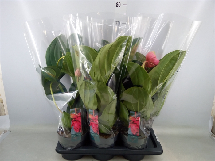 <h4>Medinilla magnifica 'Flamenco'</h4>