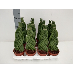 Sansevieria cyl.  ...