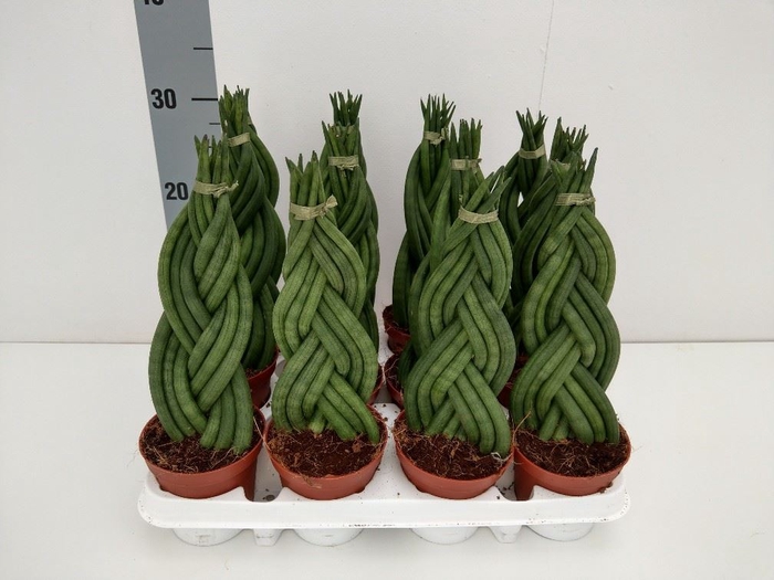 <h4>Sansevieria cyl.  ...</h4>