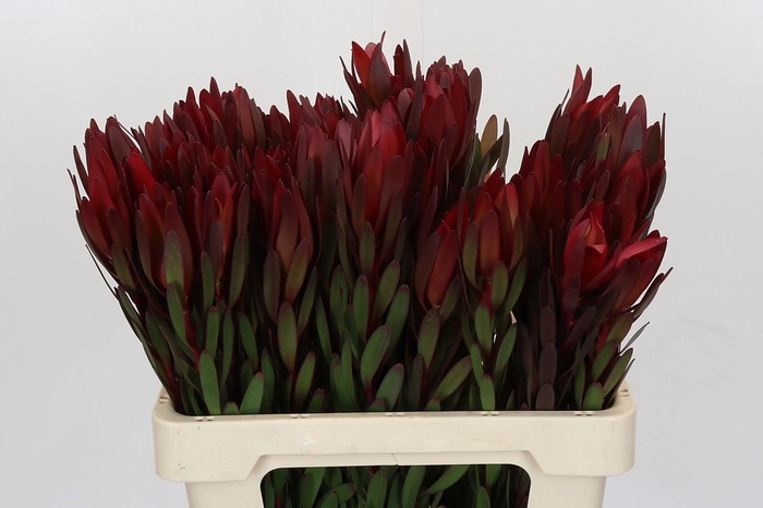 <h4>Leucadendron Saf Sunset Dark Red</h4>