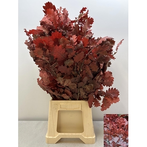 GESTABILISEERD EIK ROOD