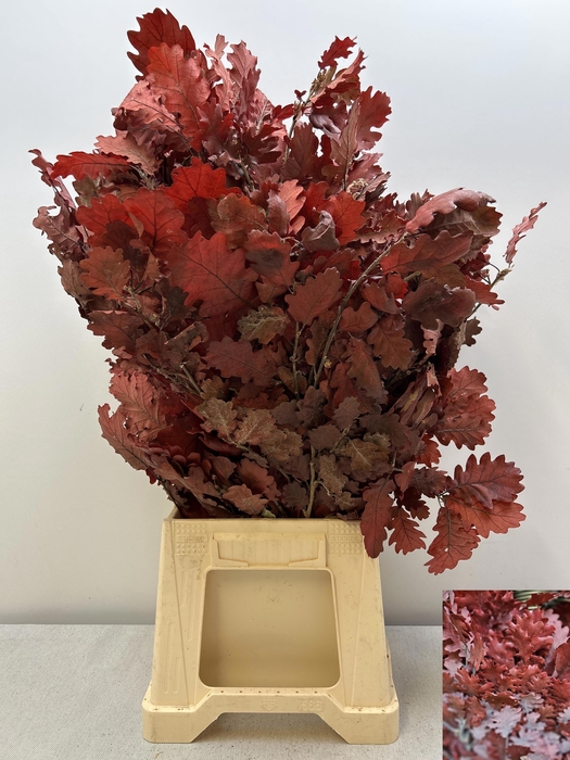 <h4>GESTABILISEERD EIK ROOD</h4>