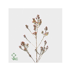 Chamelaucium Revelation