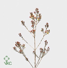 <h4>Chamelaucium Revelation</h4>