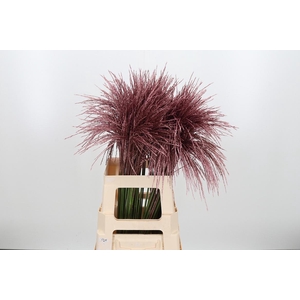 Miscanthus Kl Bh Rose Goud