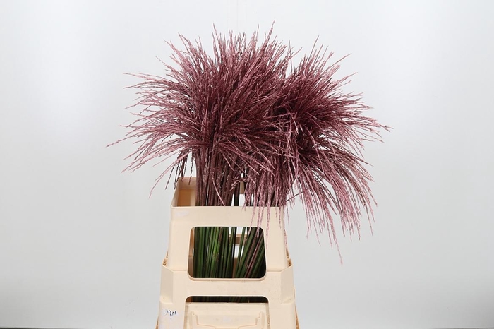 <h4>Miscanthus Kl Bh Rose Goud</h4>