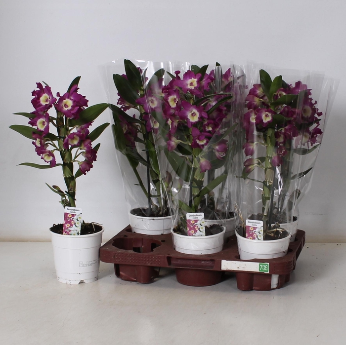 <h4>DEND NOBILE</h4>