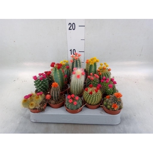 Cactus   ...decorated