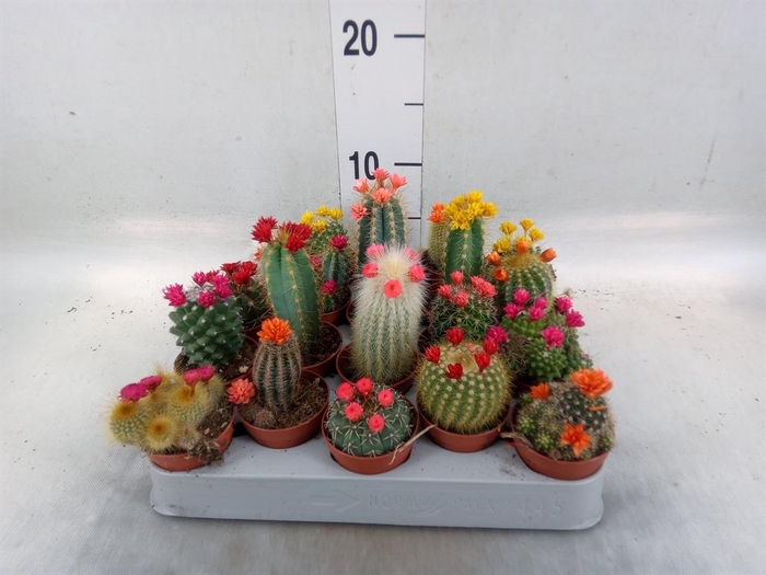 <h4>Cactus ...decorated</h4>