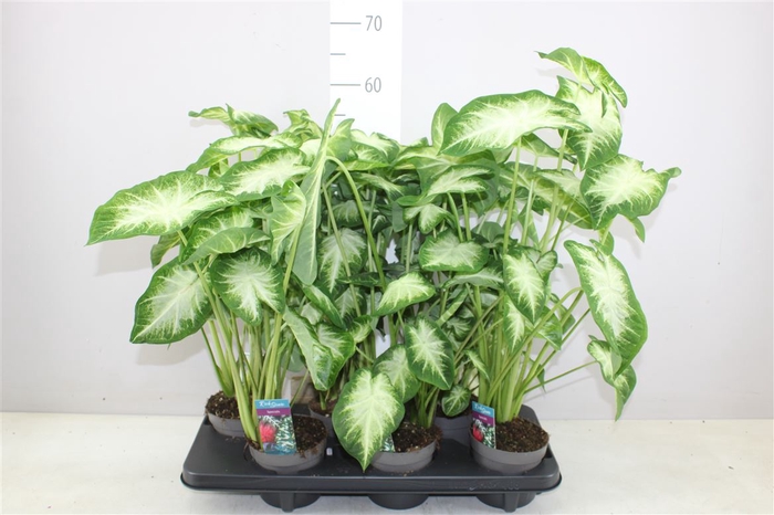 <h4>Caladium Groen</h4>