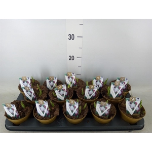 Galanthus nivalis   ...in pot