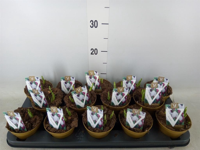 <h4>Galanthus nivalis ...in pot</h4>