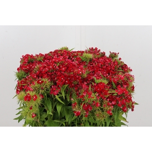Duizendschoon - Rood